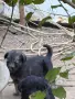 Подарявам кученца на 1 месец, снимка 3
