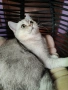 мъжко коте шотландска сребърна чинчила на 7 месеца , снимка 2