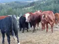 свободни телета за клане и гледане , снимка 12