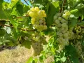 Мускат отонел с. Невестино, Карнобатско, снимка 2