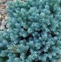 Хвойна Синя звезда - Juniperus squamata Blue Star, снимка 2