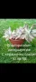 Цветя микс,външни основно и някои вътрешни. Цени на снимки , снимка 11