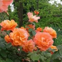 Роза 55, снимка 3 - Градински цветя и растения - 41845967