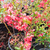 Розова Японска дюля, CHAENOMELES SUPERBA 'PINK TRAIL', снимка 2 - Градински цветя и растения - 39411158