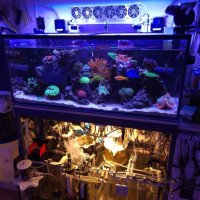 Изработвам соленоводни аквариуми по желание и размер на клиента , снимка 11 - Аквариуми - 42346824
