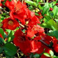 Червена Японска Дюля, Сhaenomeles superba nicoline, снимка 3 - Градински цветя и растения - 39410331