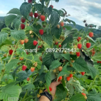 Разсад ягоди. .И .малини., снимка 13 - Разсади - 44720432
