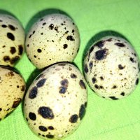 Яйца от пъдпъдъци , снимка 4 - Кокошки и пуйки - 41603126