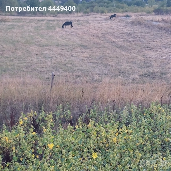 Изкупуваме земя,пасища и д-р , снимка 1