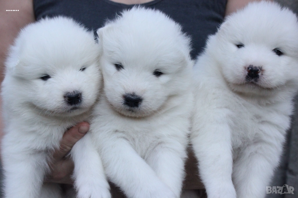 Самоед бебета, снимка 1