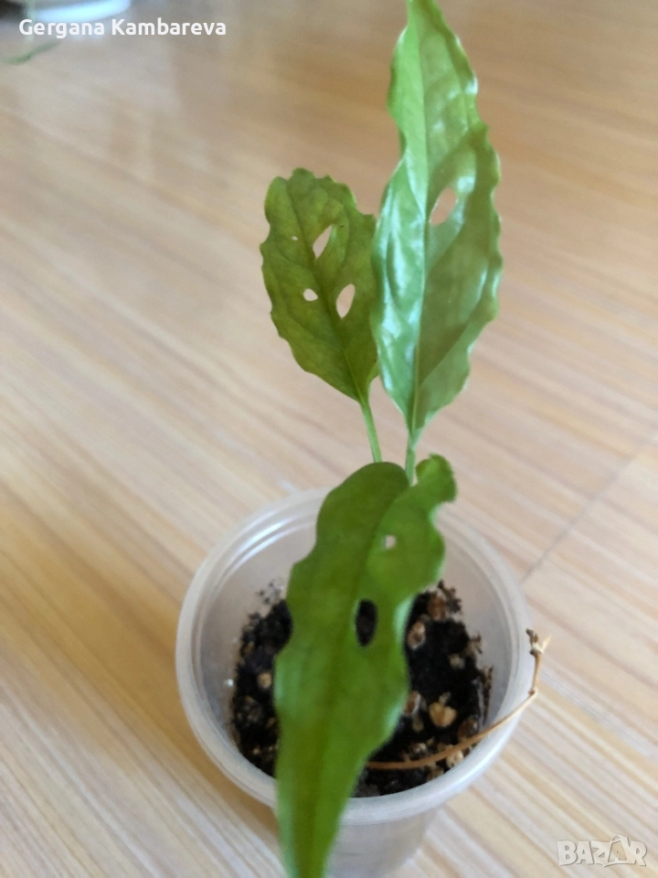 Monstera Obliqua Peru , снимка 1