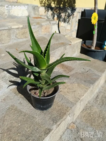 Алое Ферокс, снимка 1