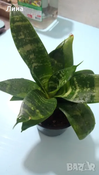 Сансевиера(Sansevieria Hahnii) , снимка 1