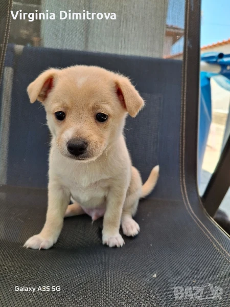 пинчерче, снимка 1