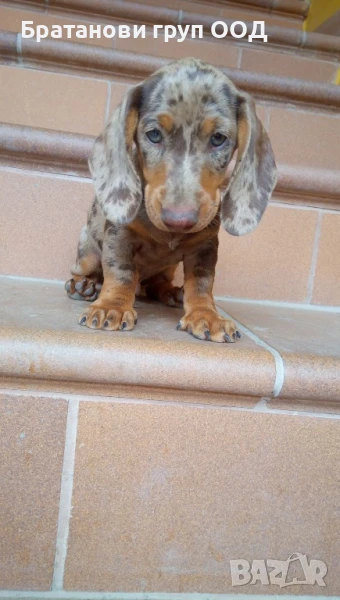 Дакел Шоко мерле, снимка 1