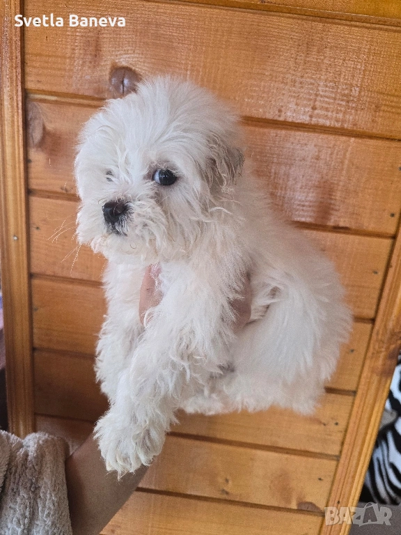 мини малтийска болонка, снимка 1