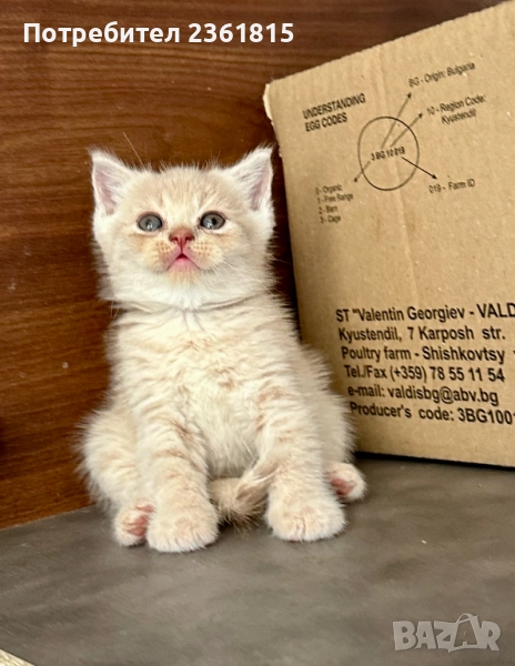 Мъжко оранжево британче, снимка 1