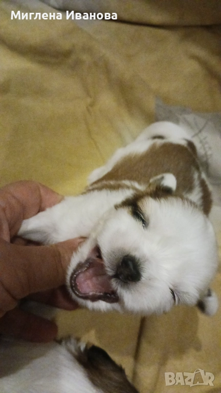 Ши тцу, снимка 1