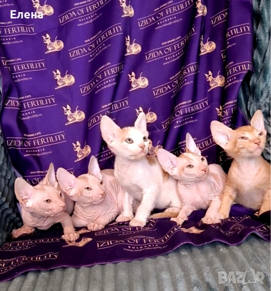 Донски сфинкс с родословие, снимка 1