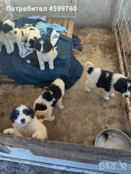 Българско овчарско куче , снимка 1