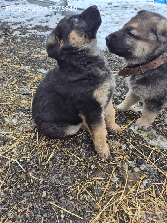 Источноевропейска овчарка, снимка 1