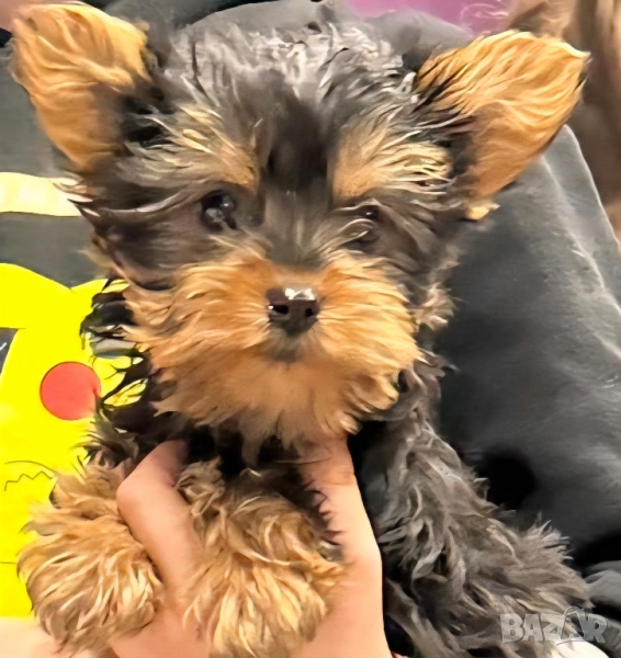 Мини йоркширски териер , снимка 1