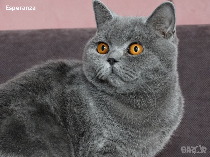 ОФЕРТА-Британски расови котенца, снимка 1
