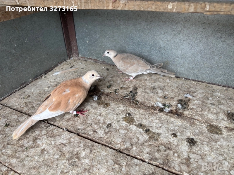 Гугутки/скумрийки , снимка 1