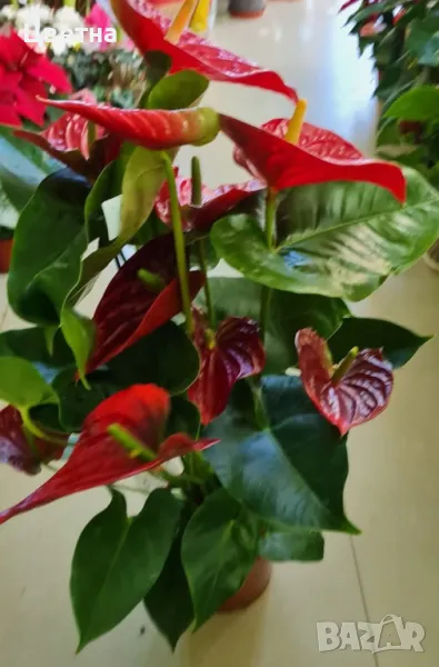 Голям разкошен антуриум Цветето на любовта , снимка 1