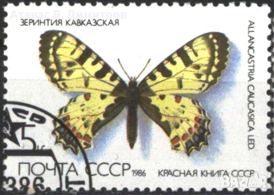Клеймованa маркa Фауна Пеперудa 1986 от СССР, снимка 1