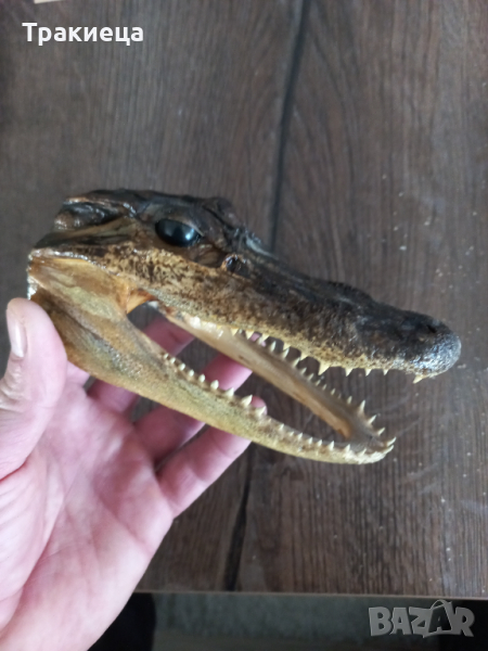 ПРЕПАРИРАН КРОКОДИЛ ГЛАВА, снимка 1