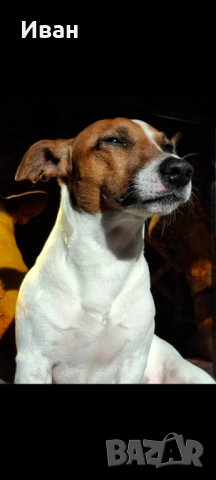 Джак Ръсел териер, снимка 3 - Джак ръсел териер - 53046346