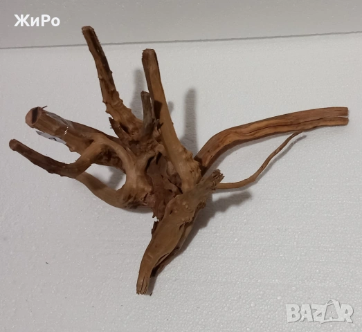 Корен от Азалия /декорация/ 20, снимка 2 - Други - 48936464