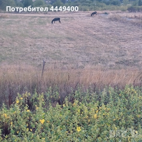 Изкупуваме земя,пасища и д-р 