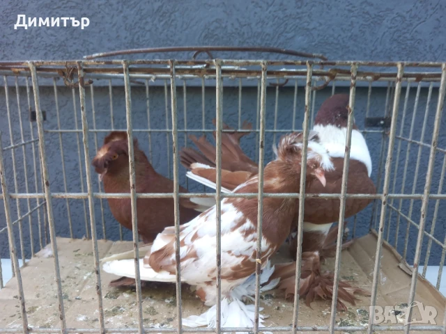 Продавам гълъби , снимка 2 - Гълъби - 50425241