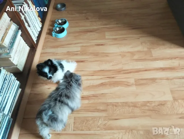 Мини шпиц , снимка 11 - Померан - 49781285