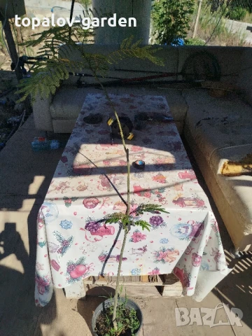 Албиция, снимка 2 - Градински цветя и растения - 38296306