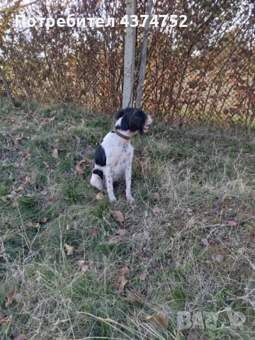 Женски бретон шпаньол, снимка 5 - Бретон шпаньол - 53234196