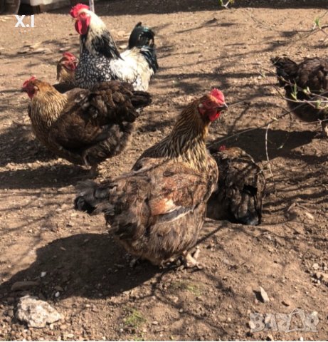Катунски пилета и кокошки , снимка 2 - Кокошки и пуйки - 41230194