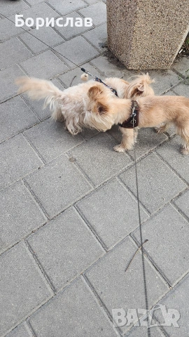 Куче за разплод, снимка 6 - Йоркширски териер - 53728506