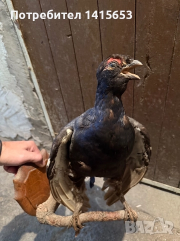 Продавам препариран кеклик, снимка 4 - Колекции - 52502496