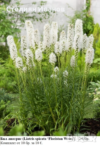 Бял лиатрис (Liatris spicata ‘Floristan Weiss’) - грудки