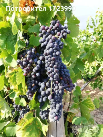 продавам каберне совиньон и мерло