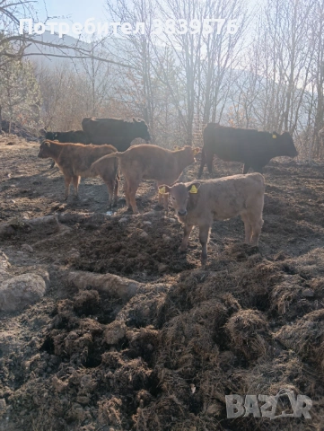 Крави Телета Ангус, снимка 12 - Крави - 53833044