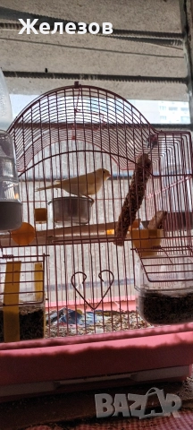 Канари Орфей , снимка 2 - Канари - 52203747