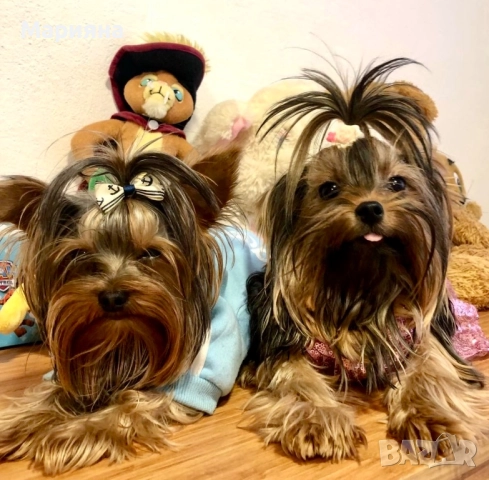 Йоркширски териер-супер мини йорки, снимка 9 - Йоркширски териер - 50231963