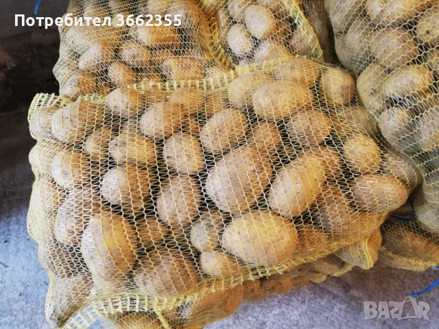 Картофи Сорая , снимка 3 - Домашни продукти - 42685022