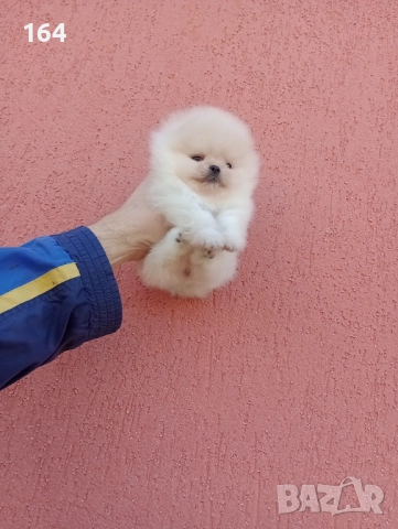 Миниатюрни мини миньони! Померани. Реални снимки! , снимка 7 - Померан - 52716338