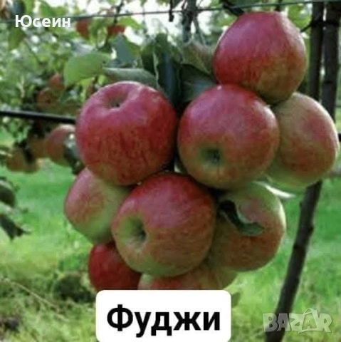 Овощни дръвчета , снимка 13 - Градински цветя и растения - 47826481