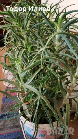 Живо алое вера за лечебна напитка – големи и малки растения, снимка 5 - Стайни растения - 53244971